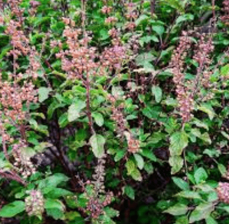 Top 5 Health Benefits of Tulsi Leaves To Transform Your Health