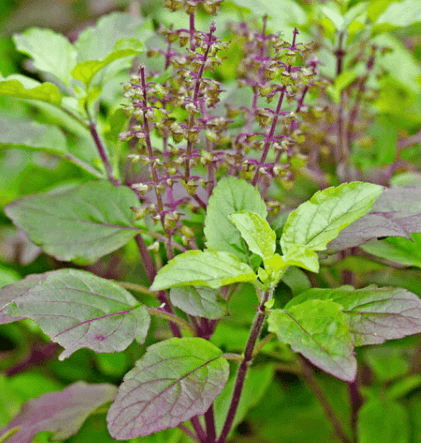 Top 5 Health Benefits of Tulsi Leaves To Transform Your Health