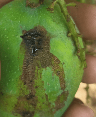 Protect Your Mango Crop Yield - Effective Strategies to Manage Mango Hoppers In This Summer