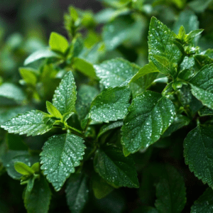 Top 5 Health Benefits of Tulsi Leaves To Transform Your Health